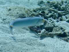 Malacanthus plumieri