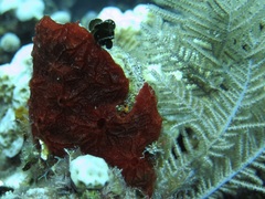 Monanchora arbuscula