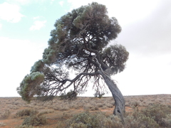 Acacia papyrocarpa