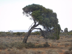 Acacia papyrocarpa
