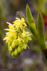 Epidendrum zipaquiranum