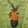 Escarabajos Alas de Red - Photo (c) Fyn Kynd, algunos derechos reservados (CC BY-SA), subido por Fyn Kynd