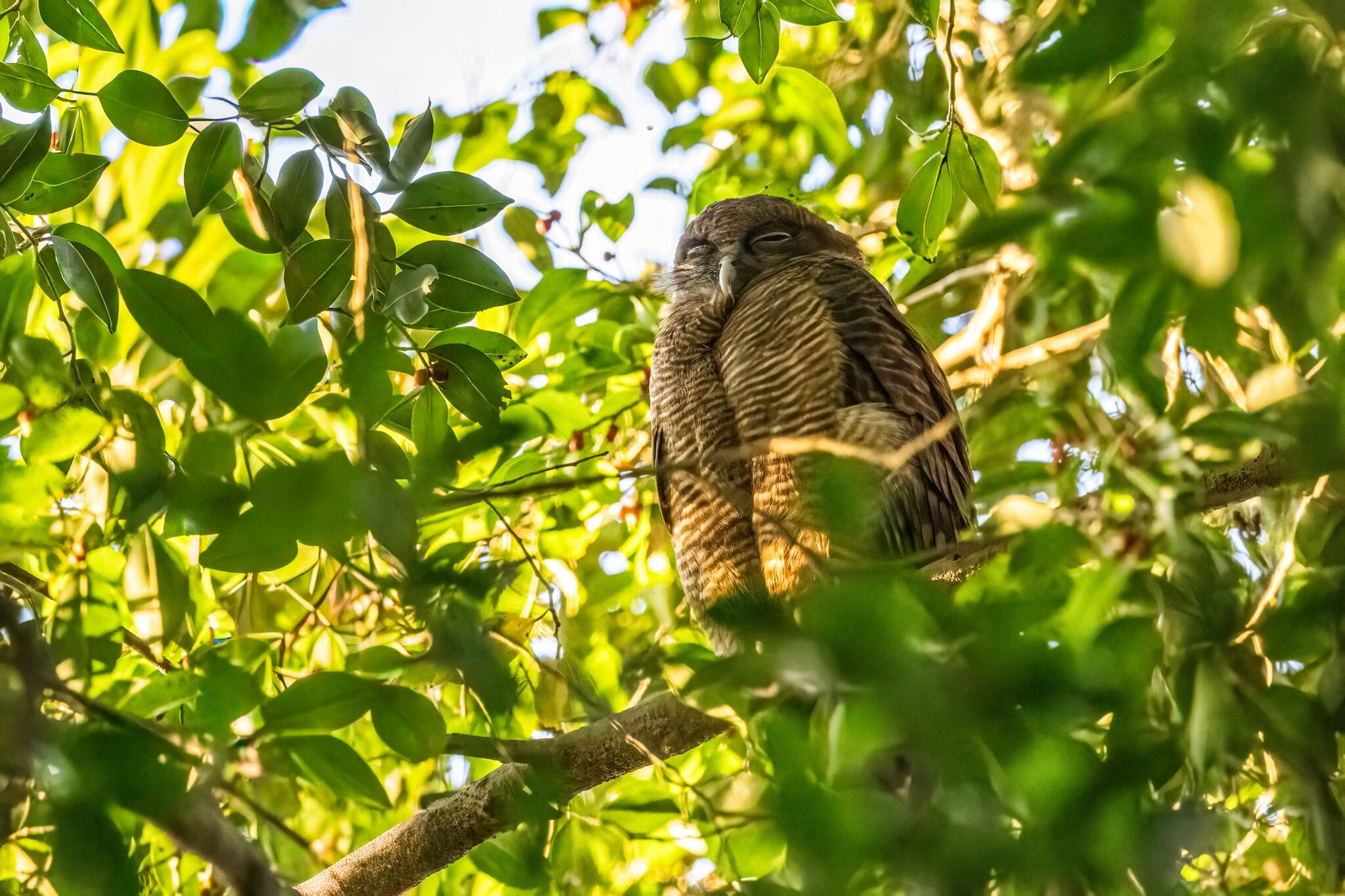 Rufous Owl (Ninox rufa), photo 6