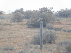 Falco cenchroides cenchroides