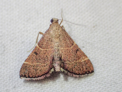 Persicoptera aglaopa