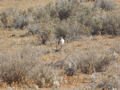 Falco cenchroides cenchroides