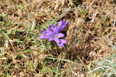 Campanula glomerata glomerata