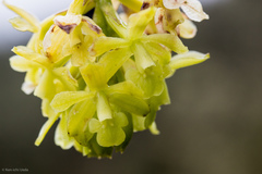 Epidendrum zipaquiranum