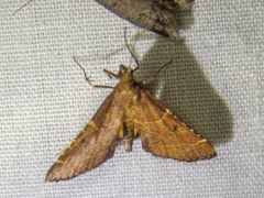 Persicoptera aglaopa