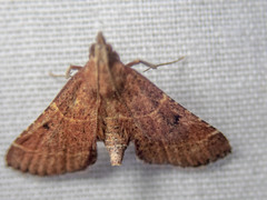 Persicoptera aglaopa