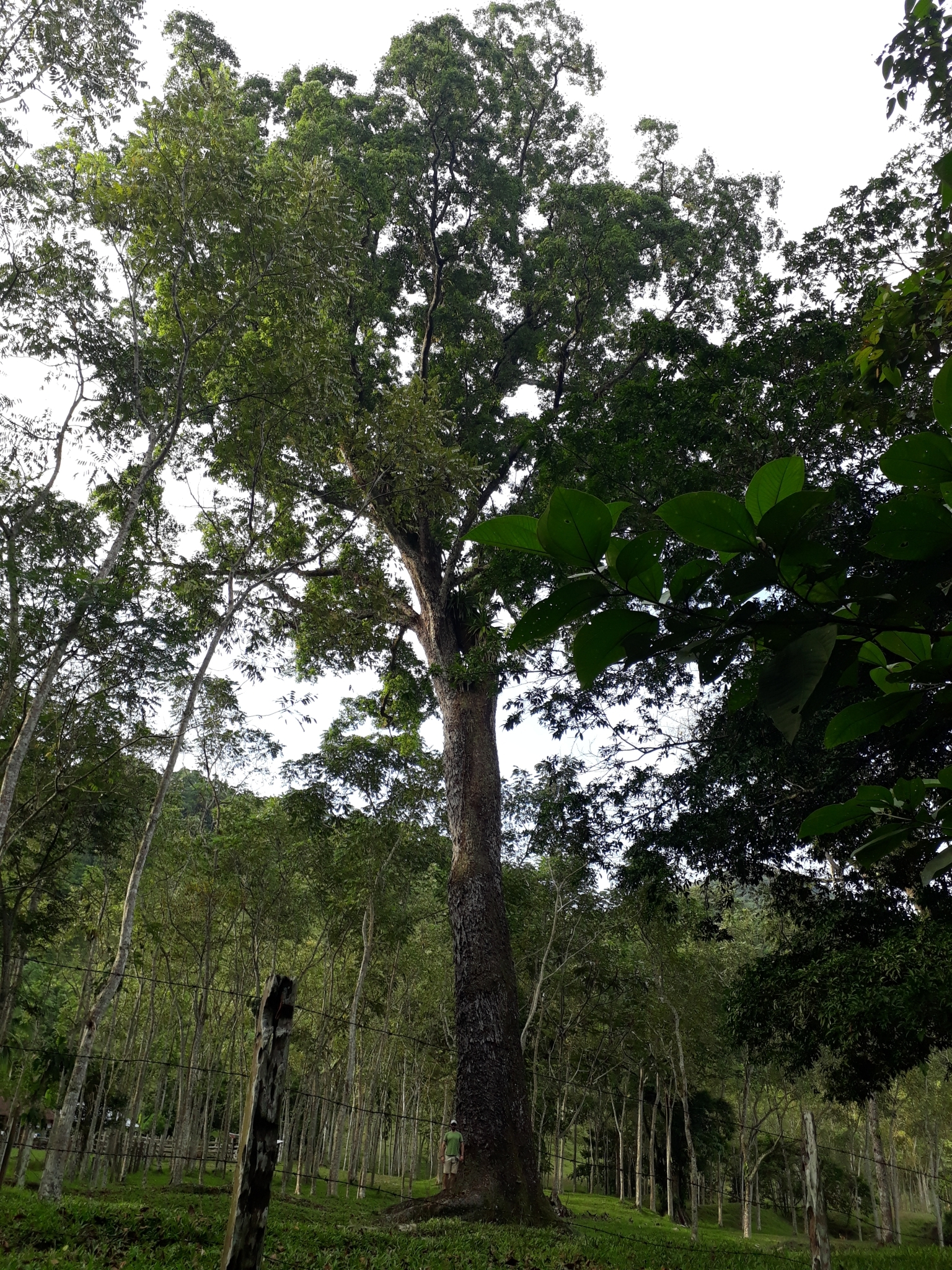 Caryocar amygdaliferum