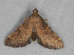 Persicoptera aglaopa