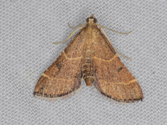 Persicoptera aglaopa