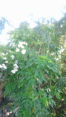 Montanoa bipinnatifida