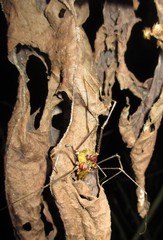 Ventrivomer ancyrophorus