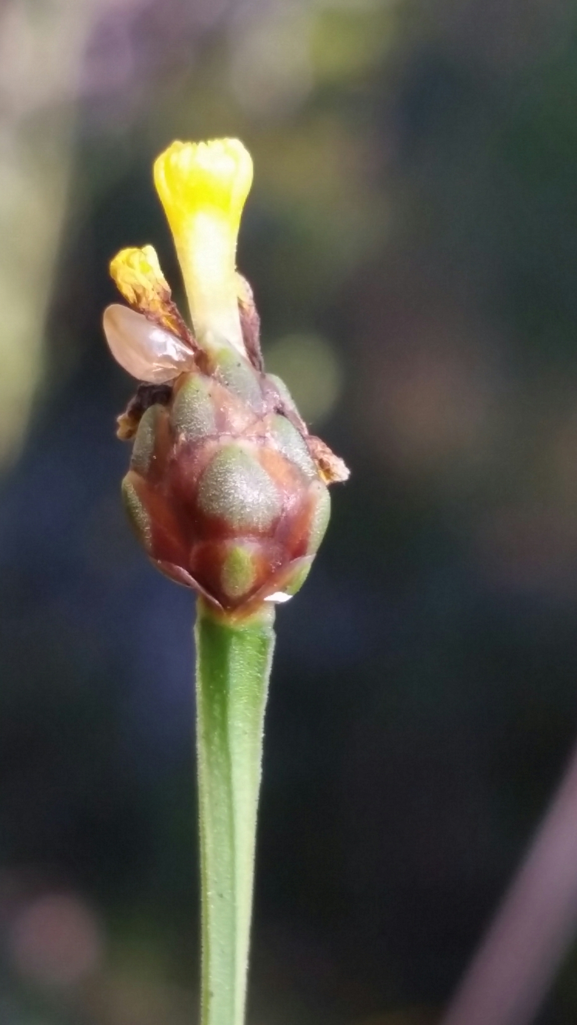 Xyris calcicola