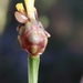 Limestone Yellow-eyed Grass - Photo (c) Jay Horn, some rights reserved (CC BY), uploaded by Jay Horn