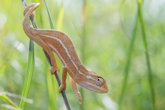 Smooth Chameleon photo 1