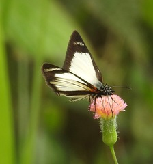 Heliopetes marginata