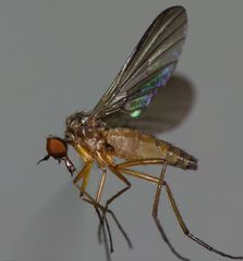 Apalocnemis