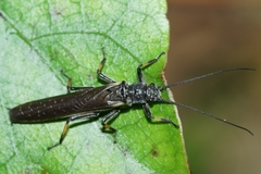 Austroperla cyrene