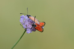 Zygaena rubicundus