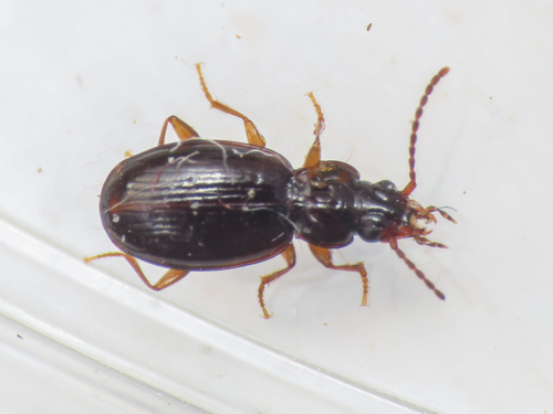 Trechus hummleri