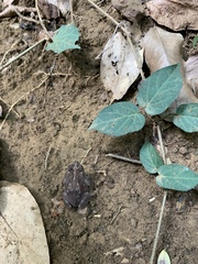 Rhinella humboldti