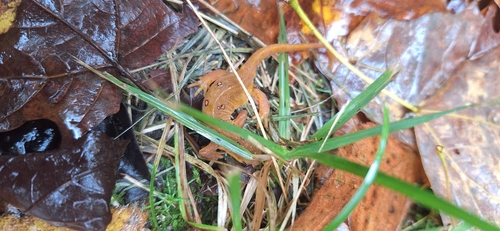 Eastern Newt