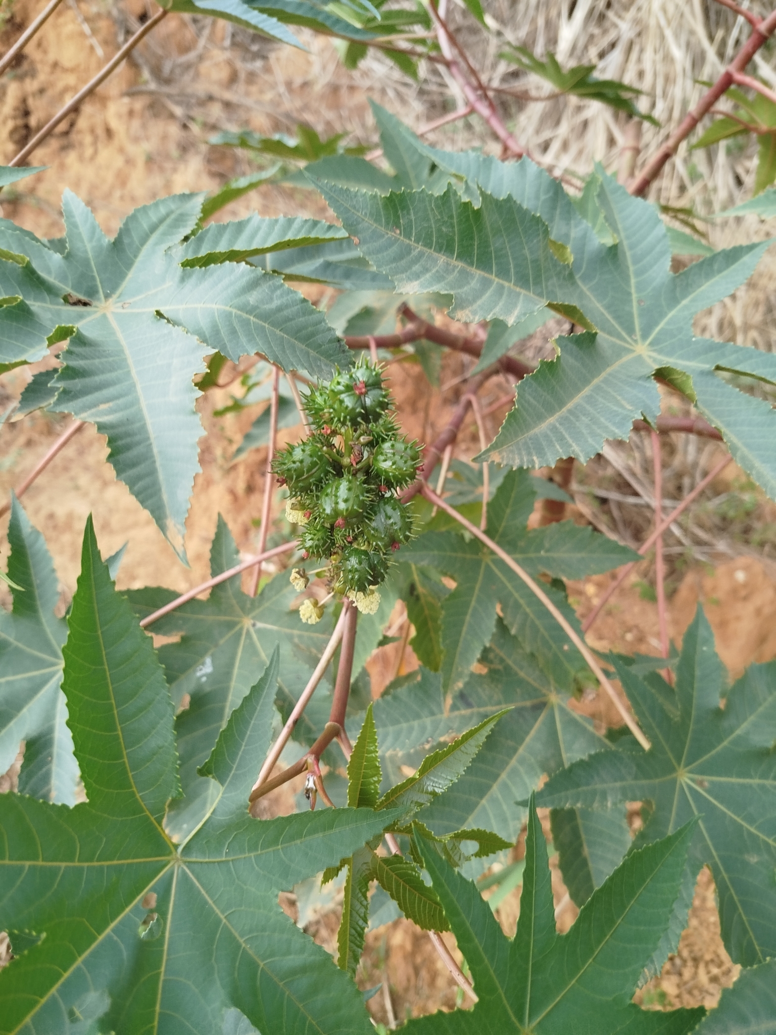 Ricinus communis