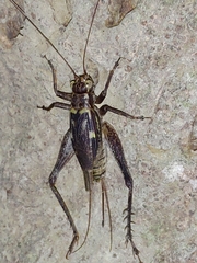 Cardiodactylus guttulus