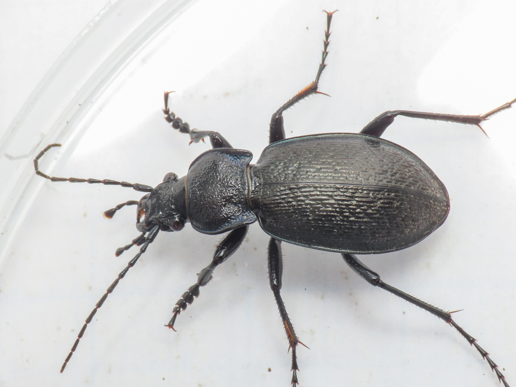 Carabus rossii