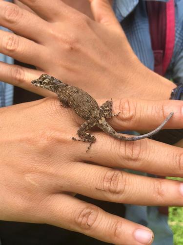 Grooved Anole