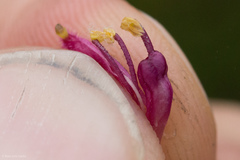 Neobartsia laniflora