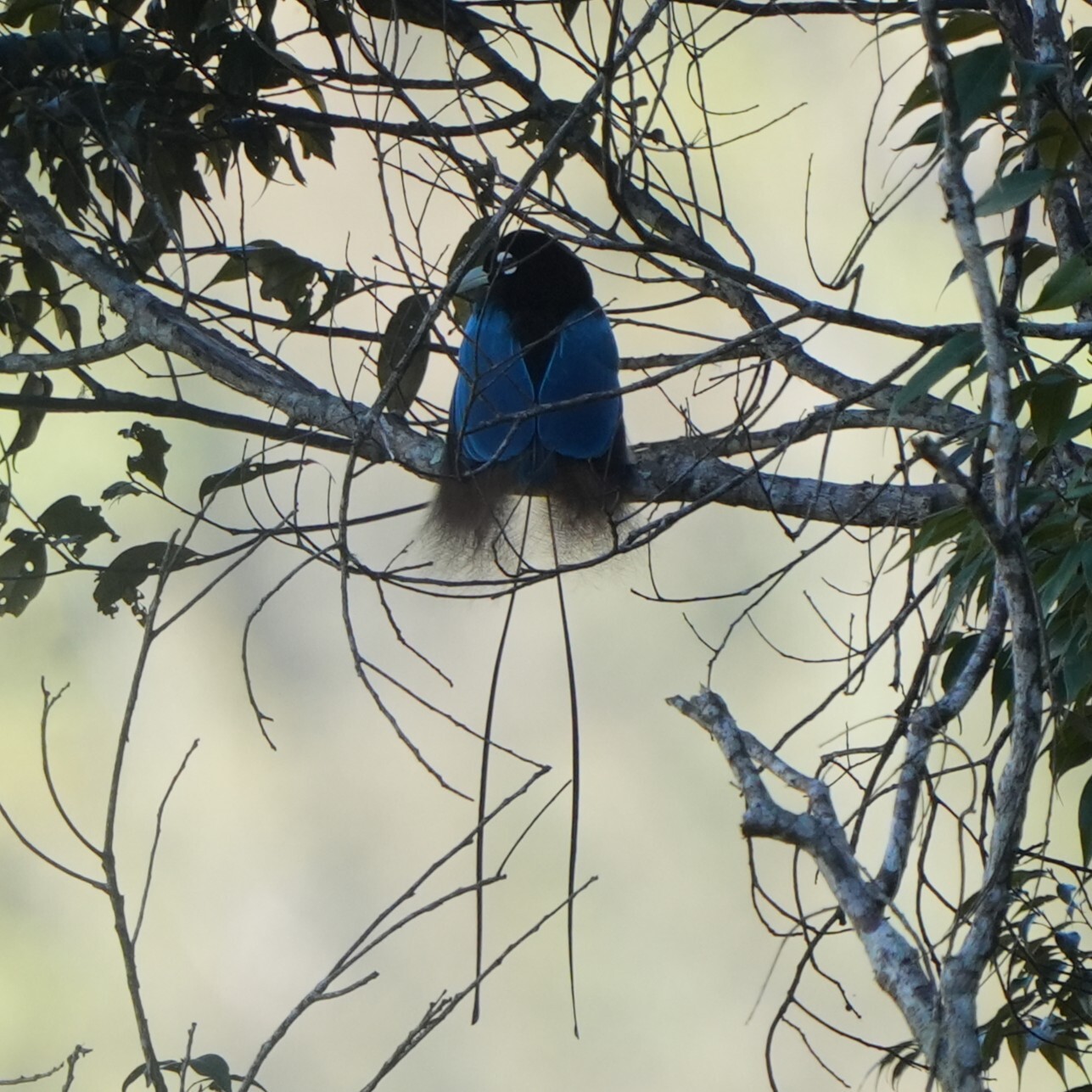 Blue Bird-of-Paradise illustration