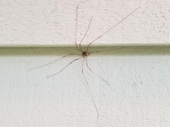 Leptobunus parvulus