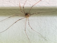 Leptobunus parvulus