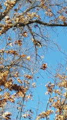 Haliaeetus leucocephalus