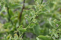 Cryptocarpus pyriformis