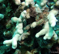Porites compressa