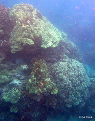 Porites lobata
