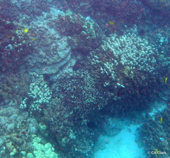 Porites compressa