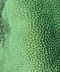 Porites lobata