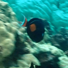 Acanthurus achilles