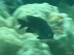 Plectroglyphidodon marginatus