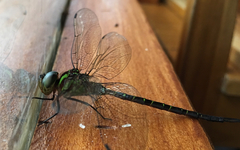 Triacanthagyna ditzleri