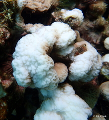 Montipora incrassata
