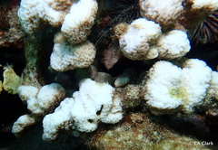 Montipora incrassata
