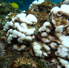 Montipora incrassata