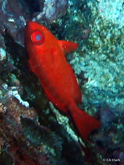 Priacanthus meeki